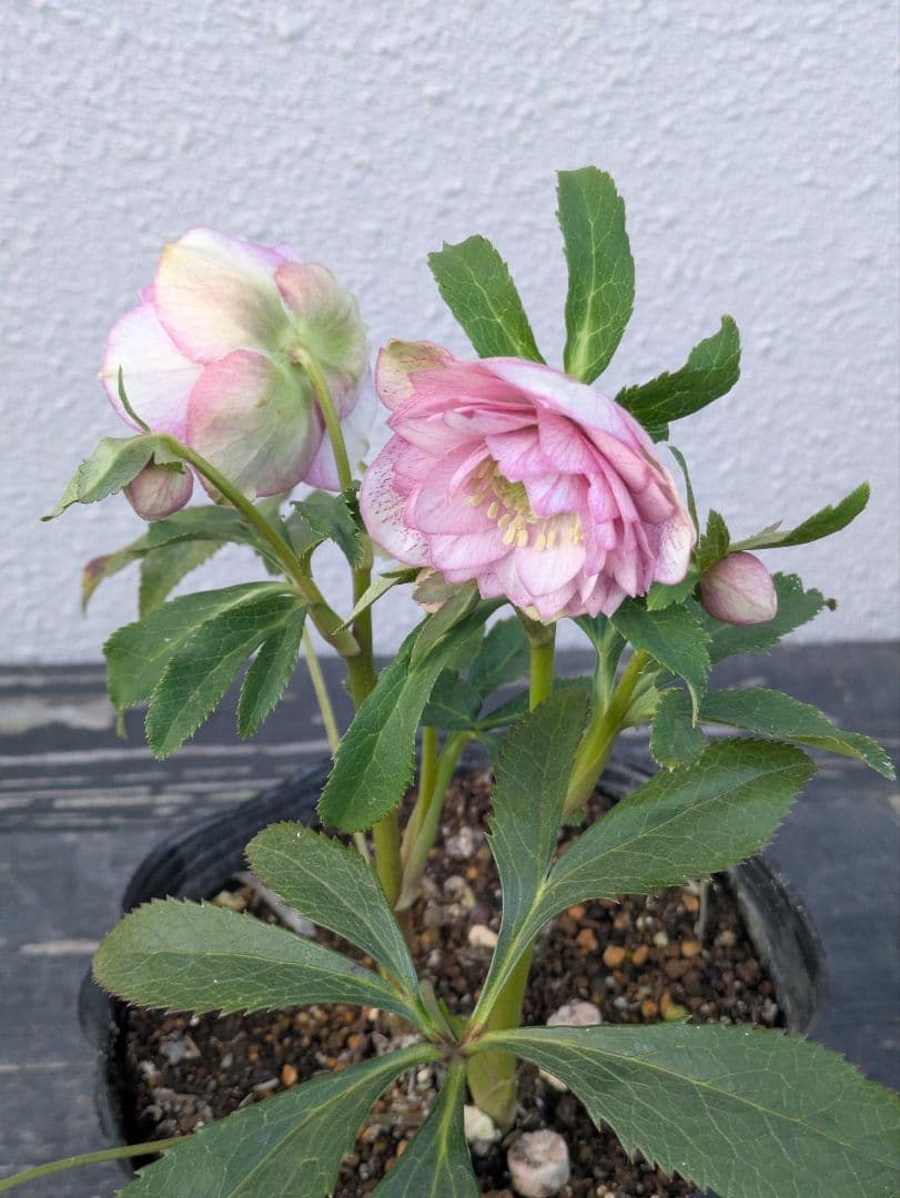 広瀬園芸 クリスマスローズ　オーレア系アンティークピンクベイン多弁花 開花株