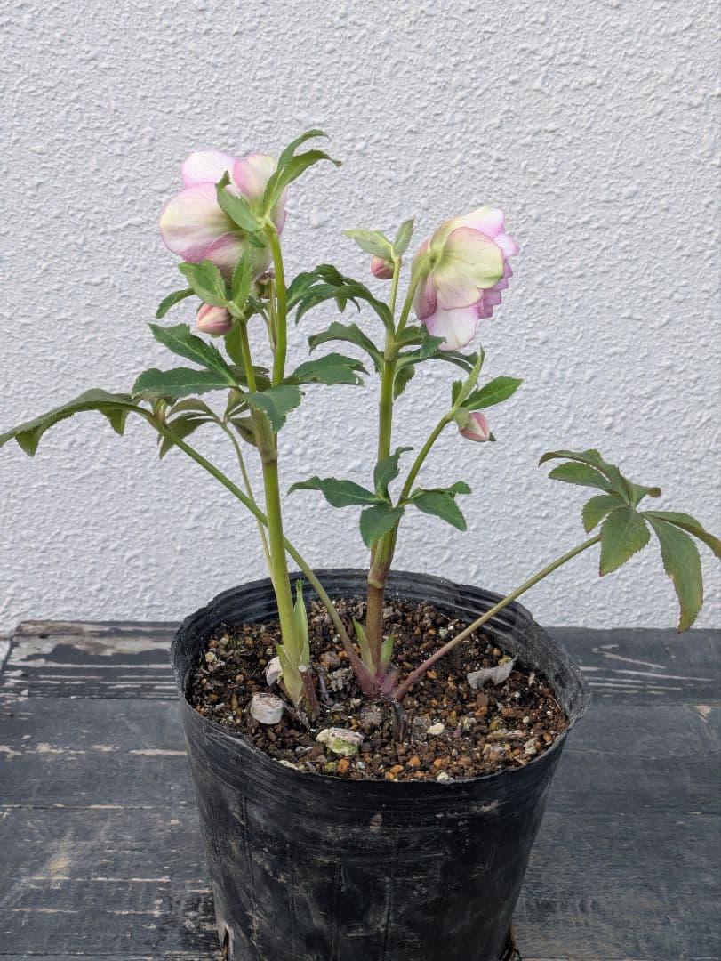 広瀬園芸 クリスマスローズ　オーレア系アンティークピンクベイン多弁花 開花株