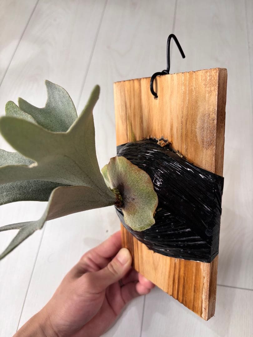 ビカクシダ P.Bambi