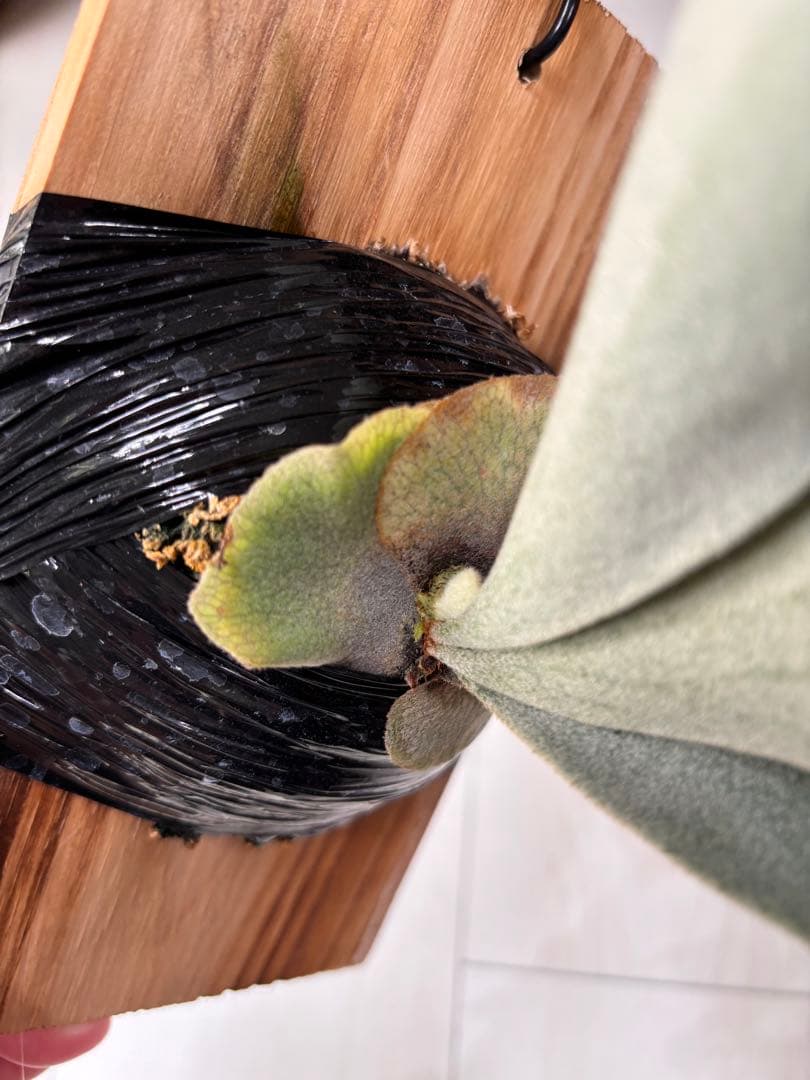 ビカクシダ P.Bambi