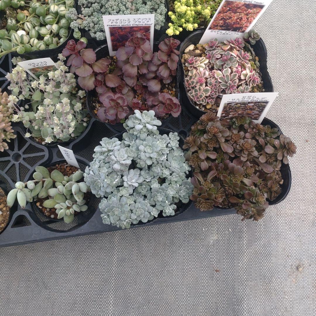 mimizuku ♪(´ε｀ )さん専用