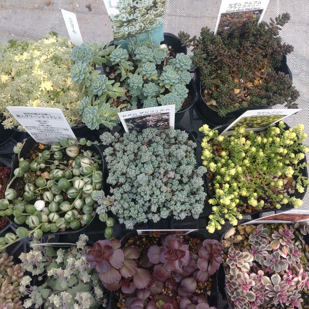 mimizuku ♪(´ε｀ )さん専用