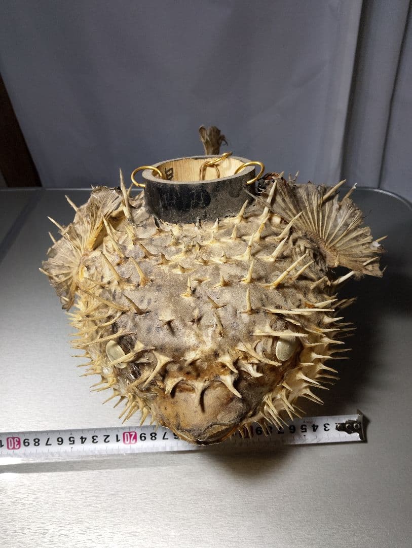 フグの標本 吊り下げ式置物 - メルカリ