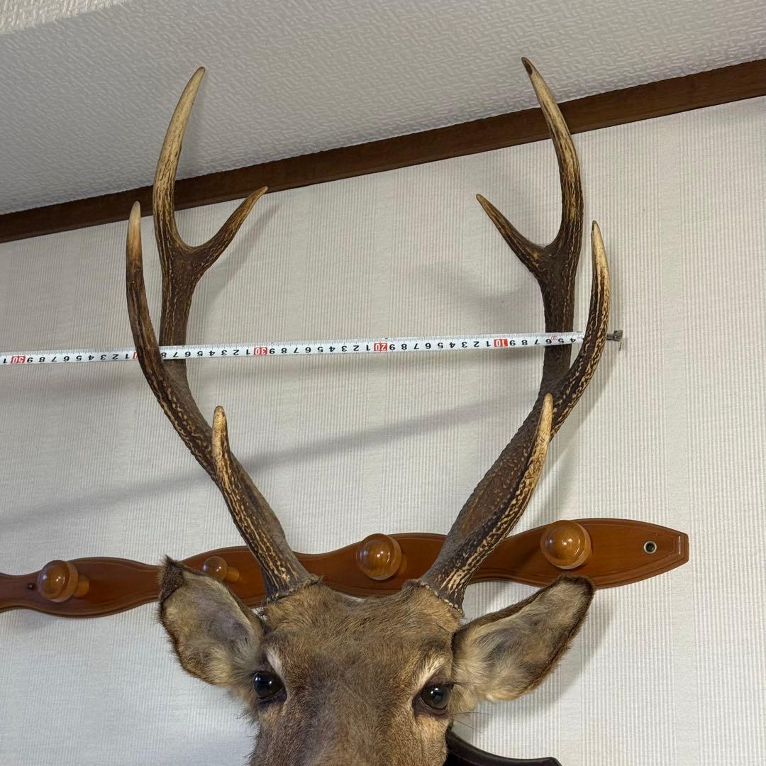 日本鹿 ニホンシカ② 伊豆半島 鹿角 剥製 壁掛け ハンティング
