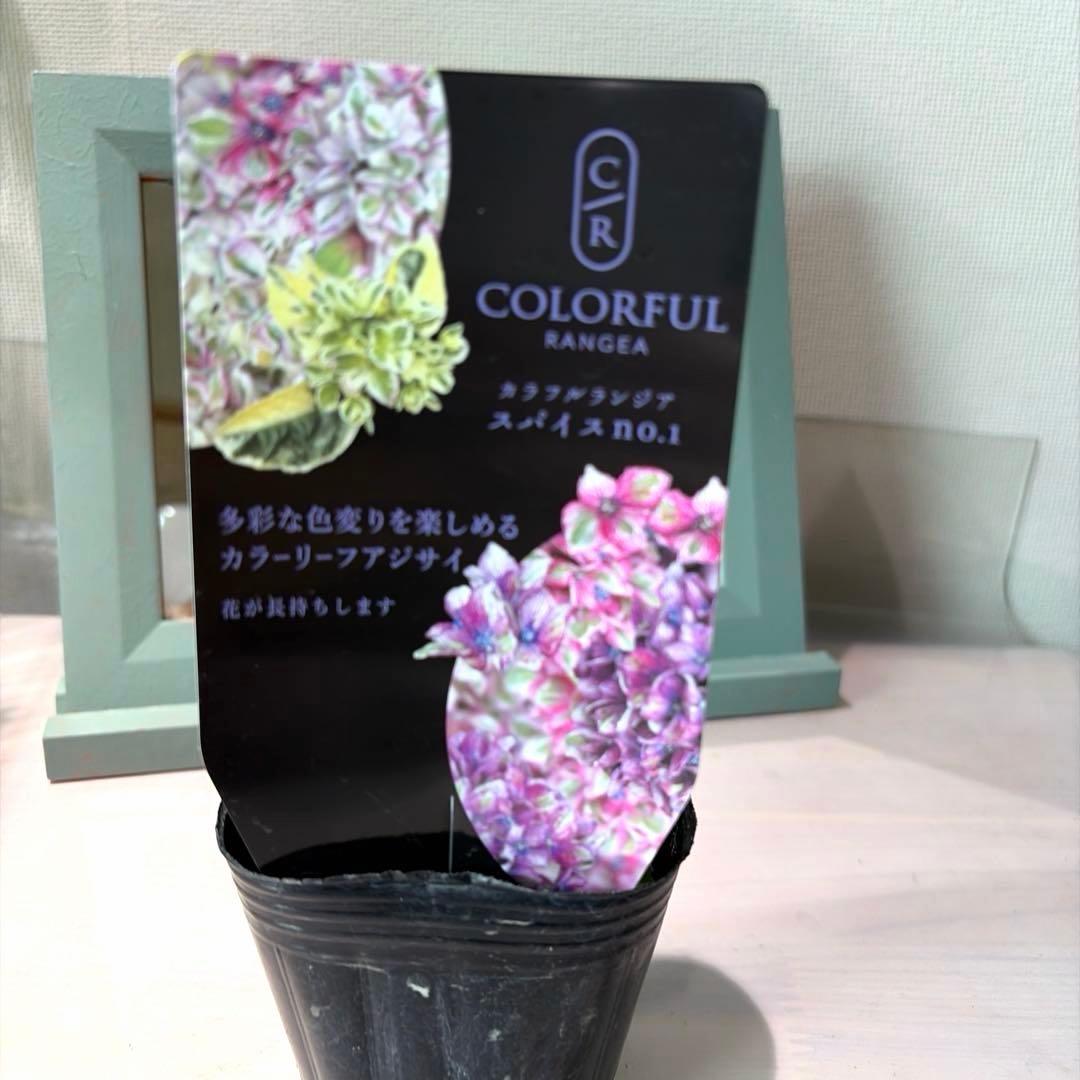 【斑入り】カラフルランジア　スパイス　No.1 ポット苗《10/9》