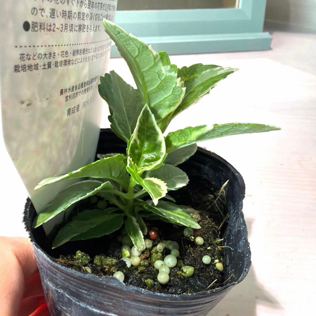 【斑入り】カラフルランジア　スパイス　No.1 ポット苗《10/9》