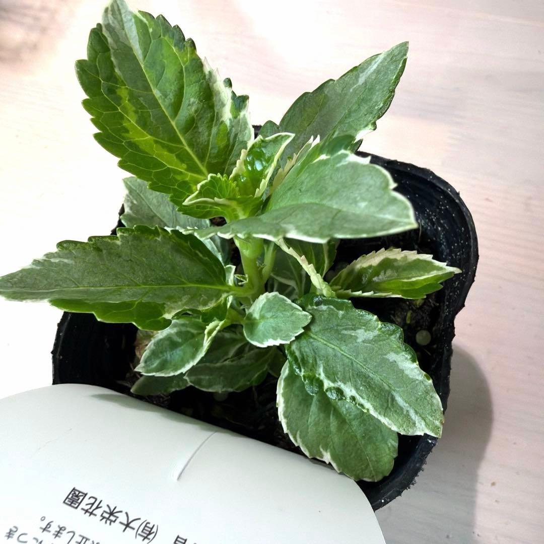 【斑入り】カラフルランジア　スパイス　No.1 ポット苗《10/9》