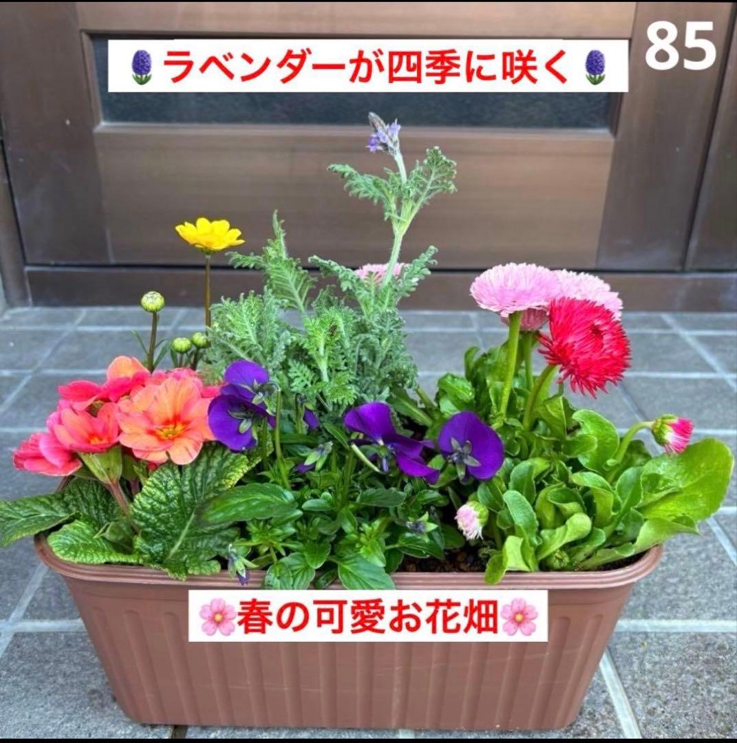 8345☆長く楽しむ☆同鉢で３鉢セット☆お得です❣️