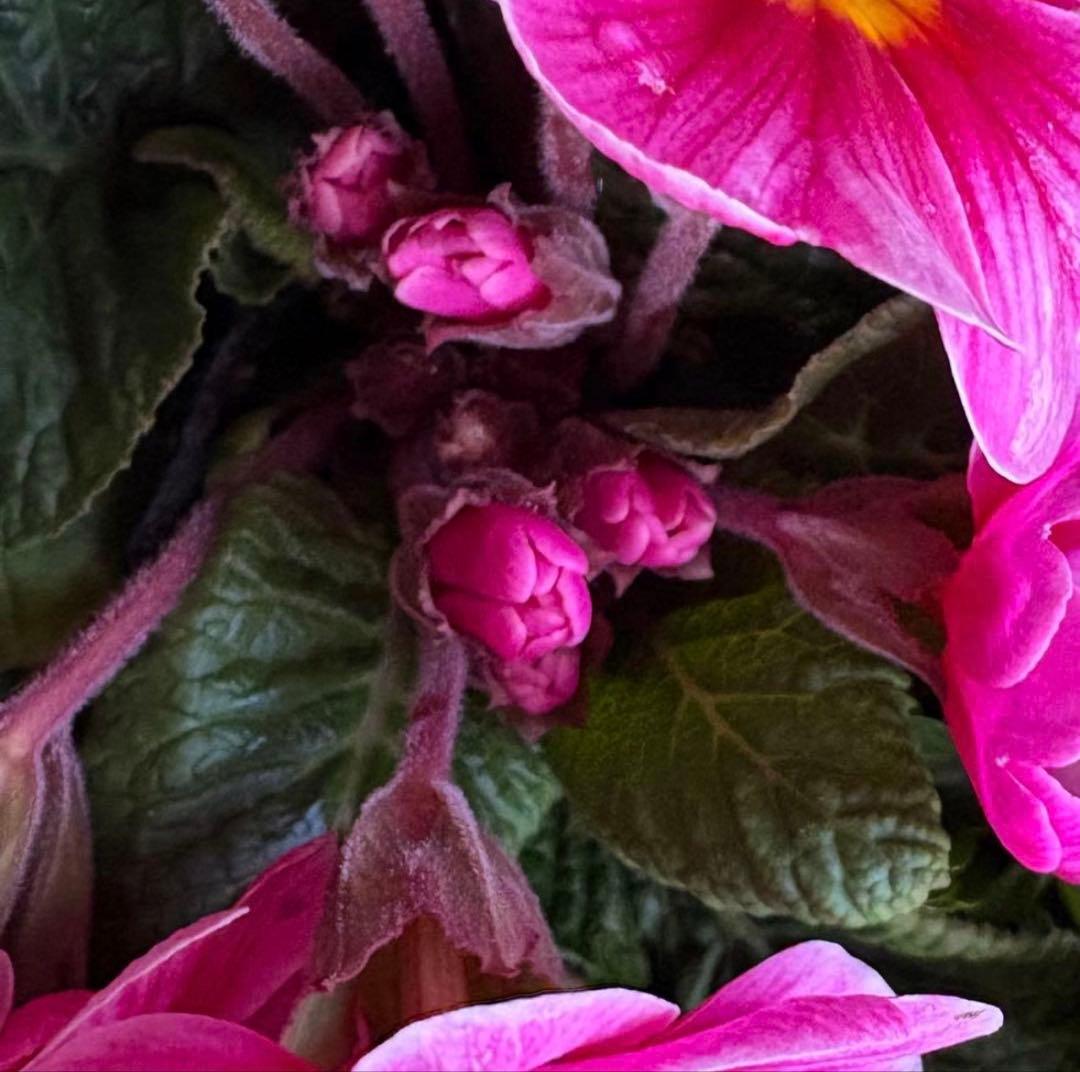 8345☆長く楽しむ☆同鉢で３鉢セット☆お得です❣️