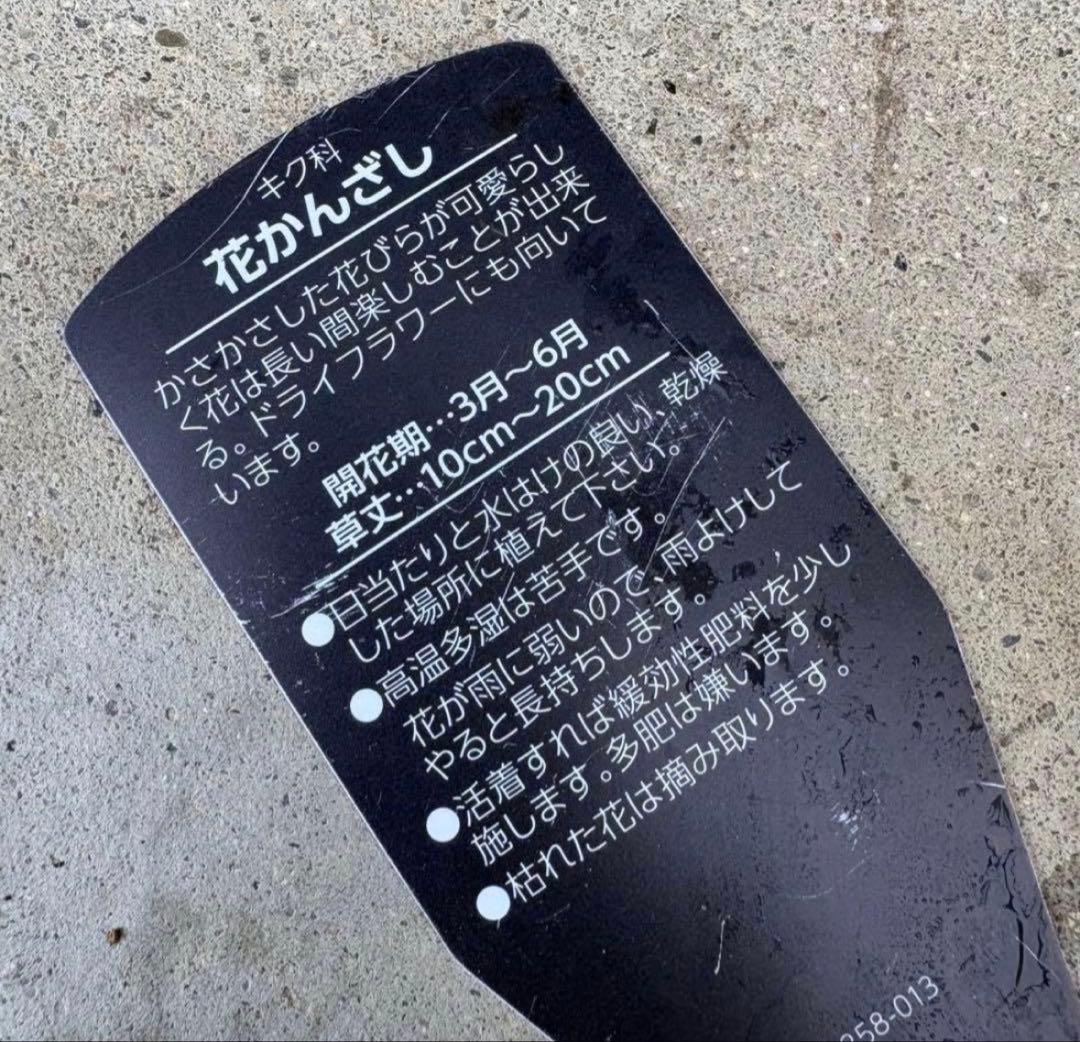 8345☆長く楽しむ☆同鉢で３鉢セット☆お得です❣️