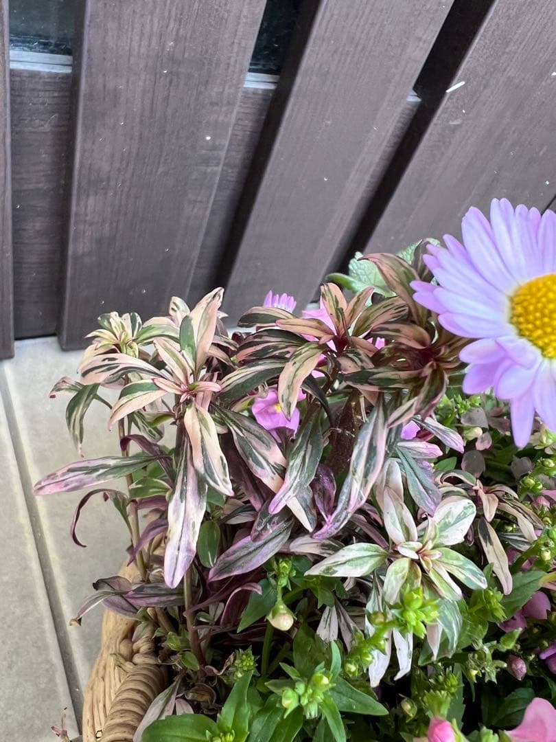 母の日にも♪ 寄せ植え　花■大人可愛いバスケット