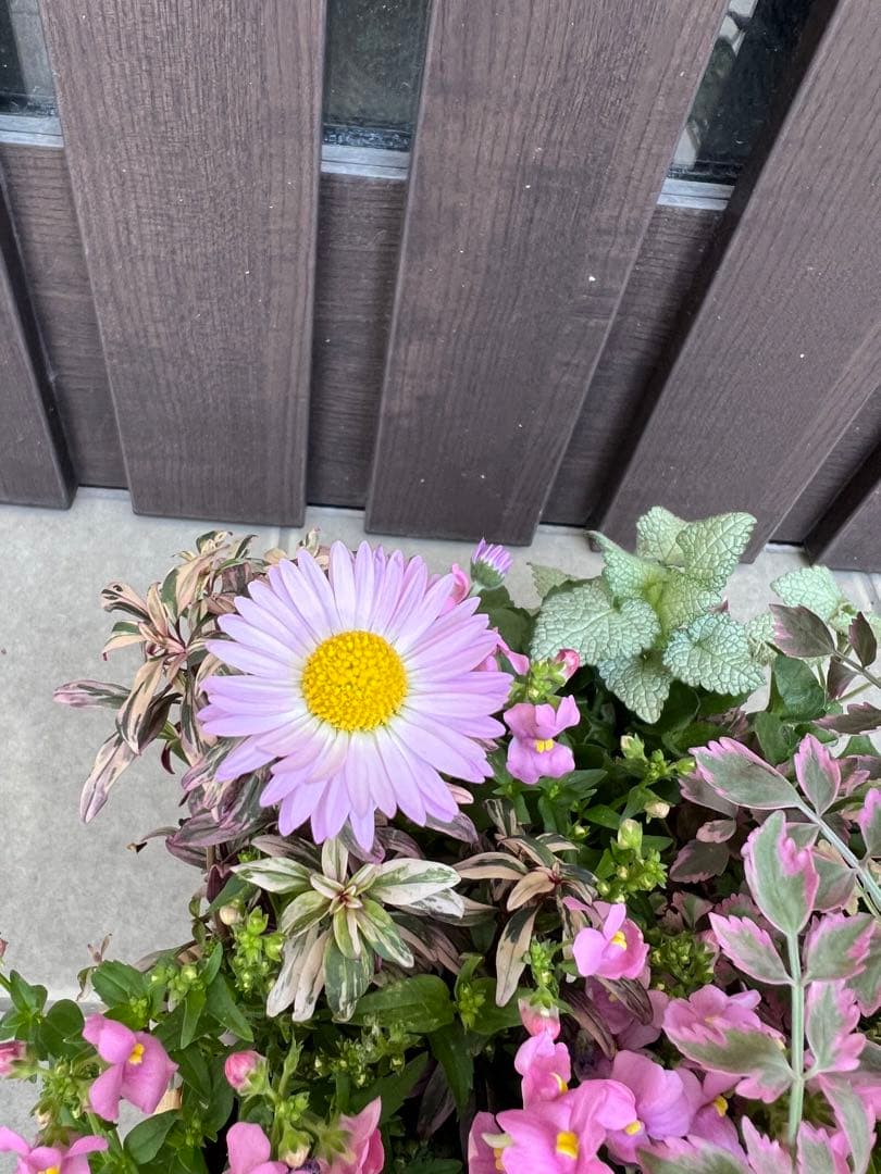 母の日にも♪ 寄せ植え　花■大人可愛いバスケット