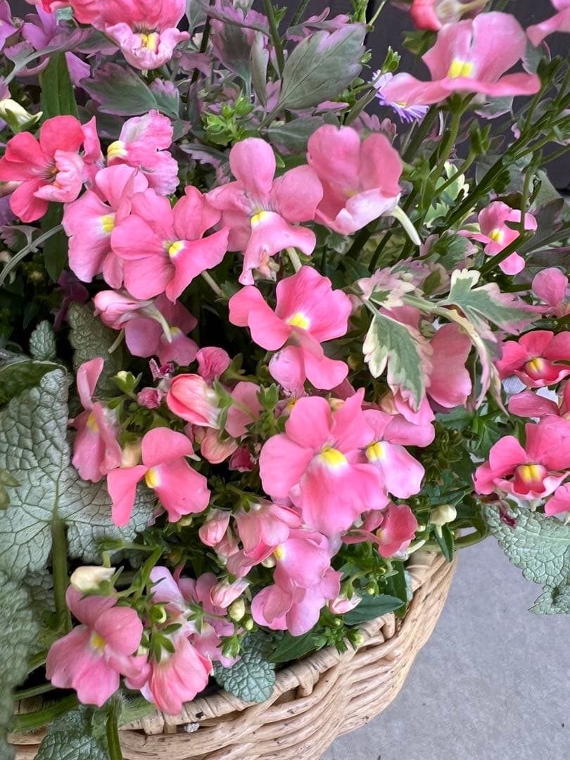 母の日にも♪ 寄せ植え　花■大人可愛いバスケット