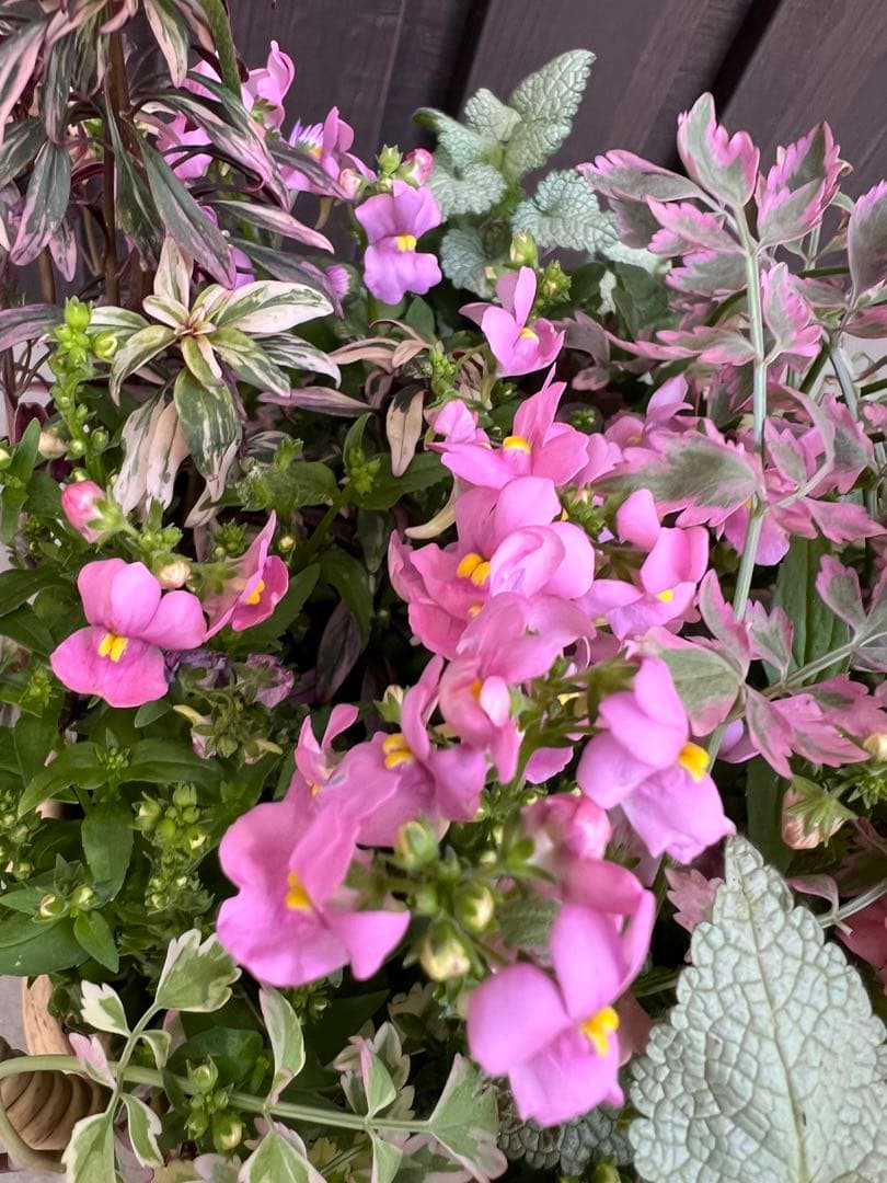 母の日にも♪ 寄せ植え　花■大人可愛いバスケット