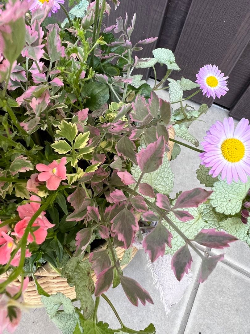 母の日にも♪ 寄せ植え　花■大人可愛いバスケット