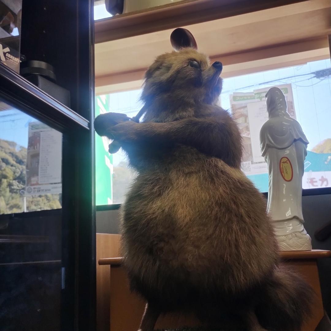 可愛いタヌキの剥製 約30cm