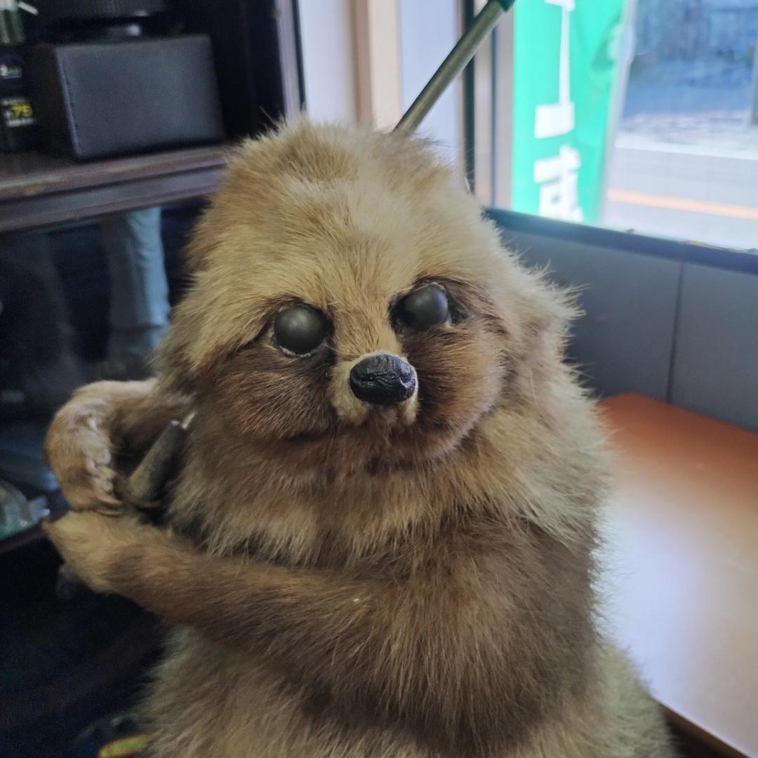 可愛いタヌキの剥製 約30cm