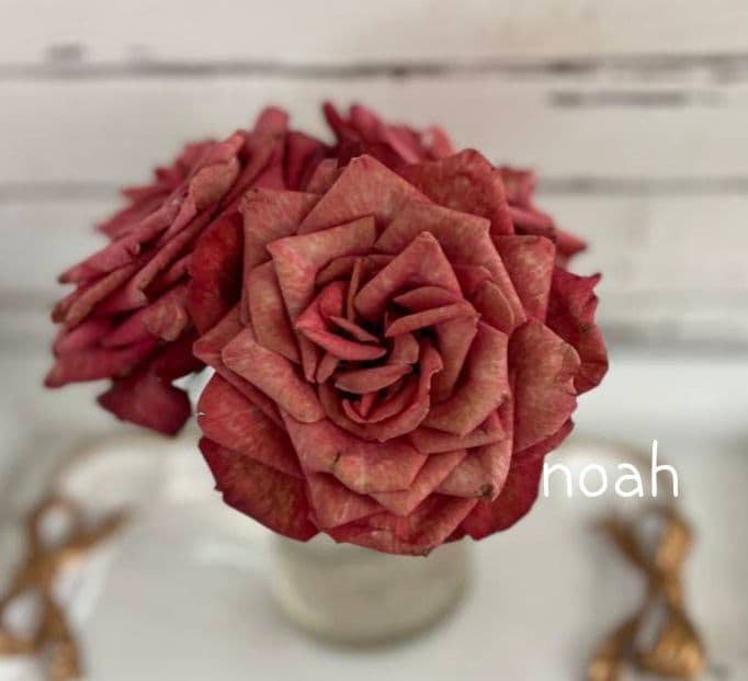 かおりんごさま　バラ　苗