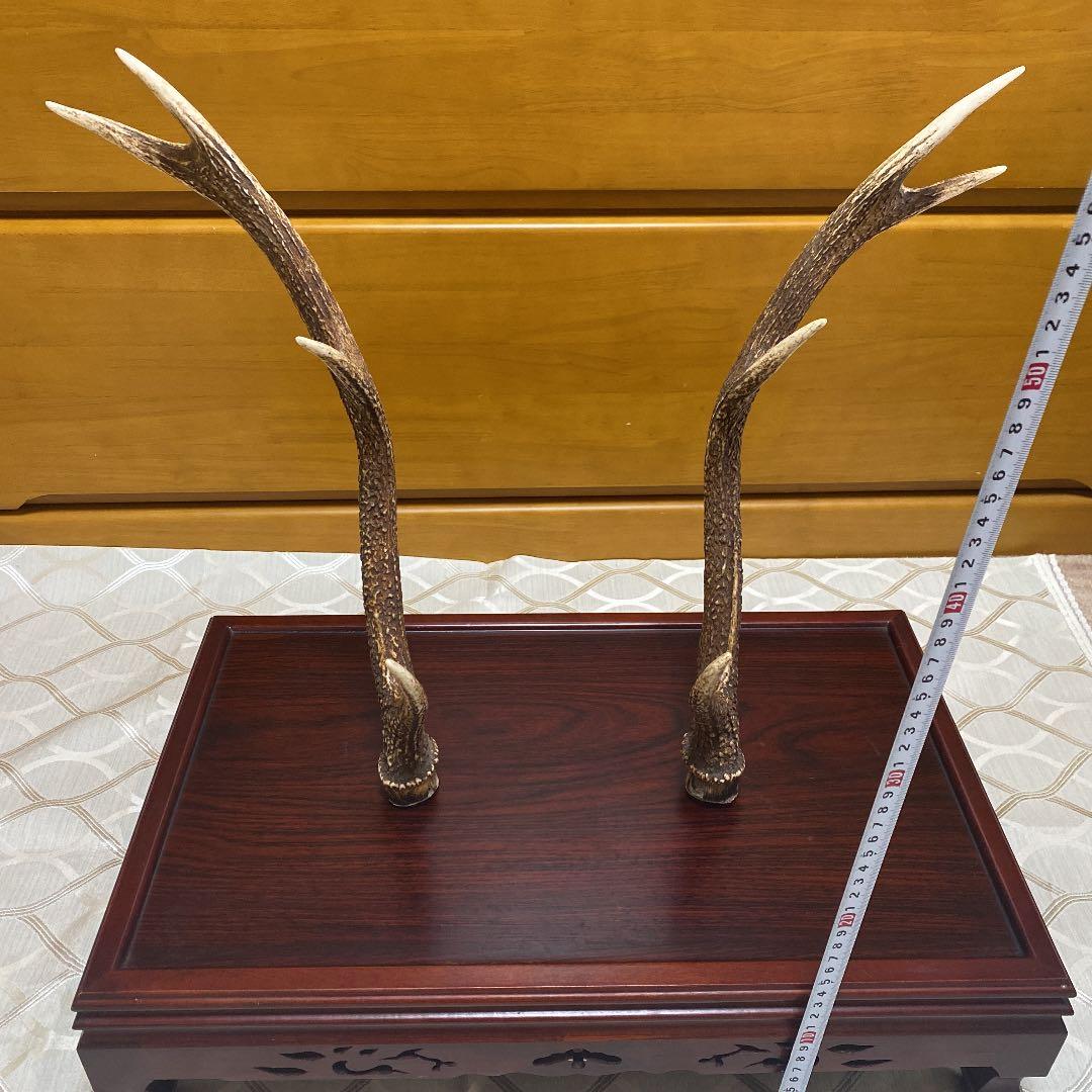 鹿の角　けやき台付き