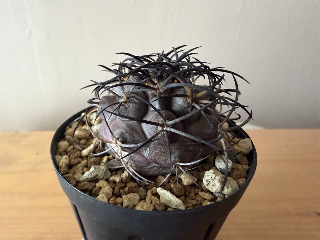 コピアポア　グリセオビオラセア　実生株