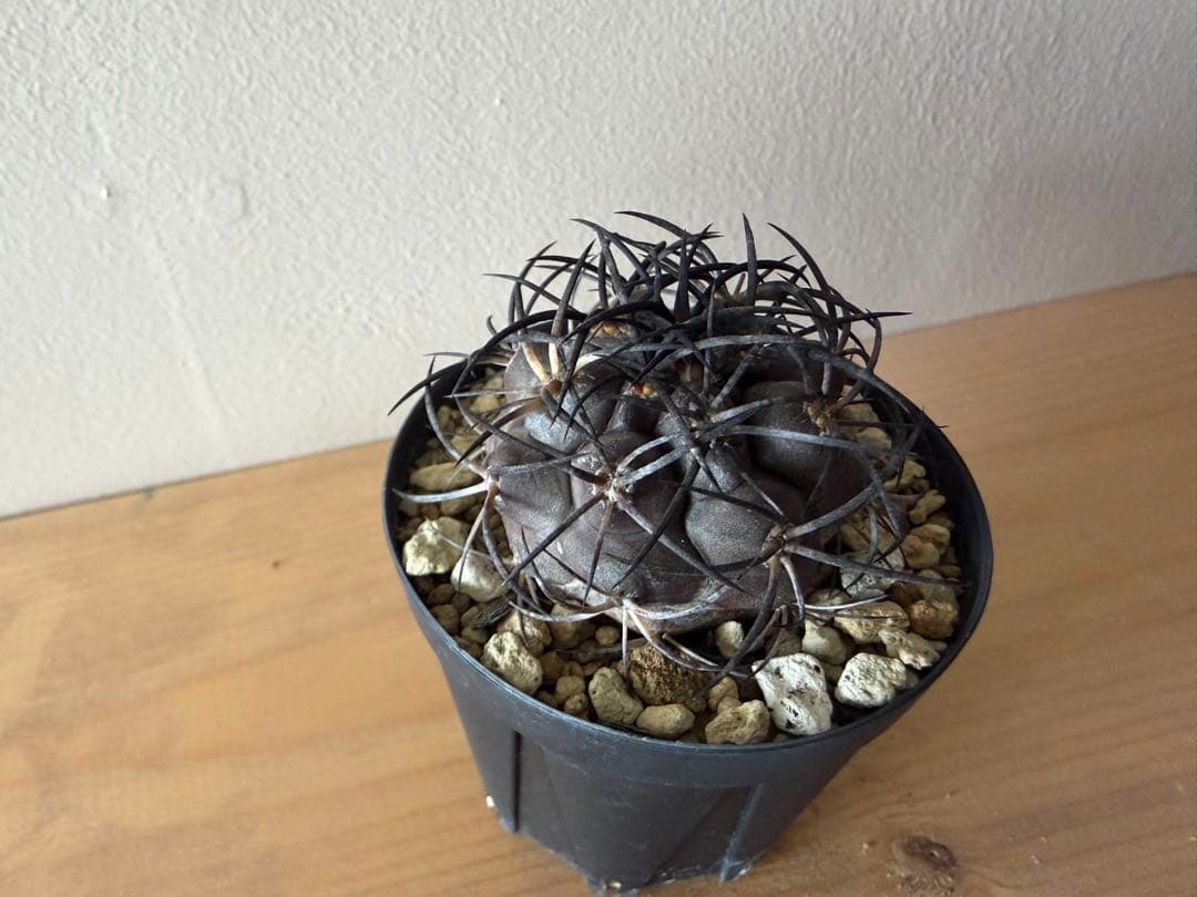 コピアポア　グリセオビオラセア　実生株