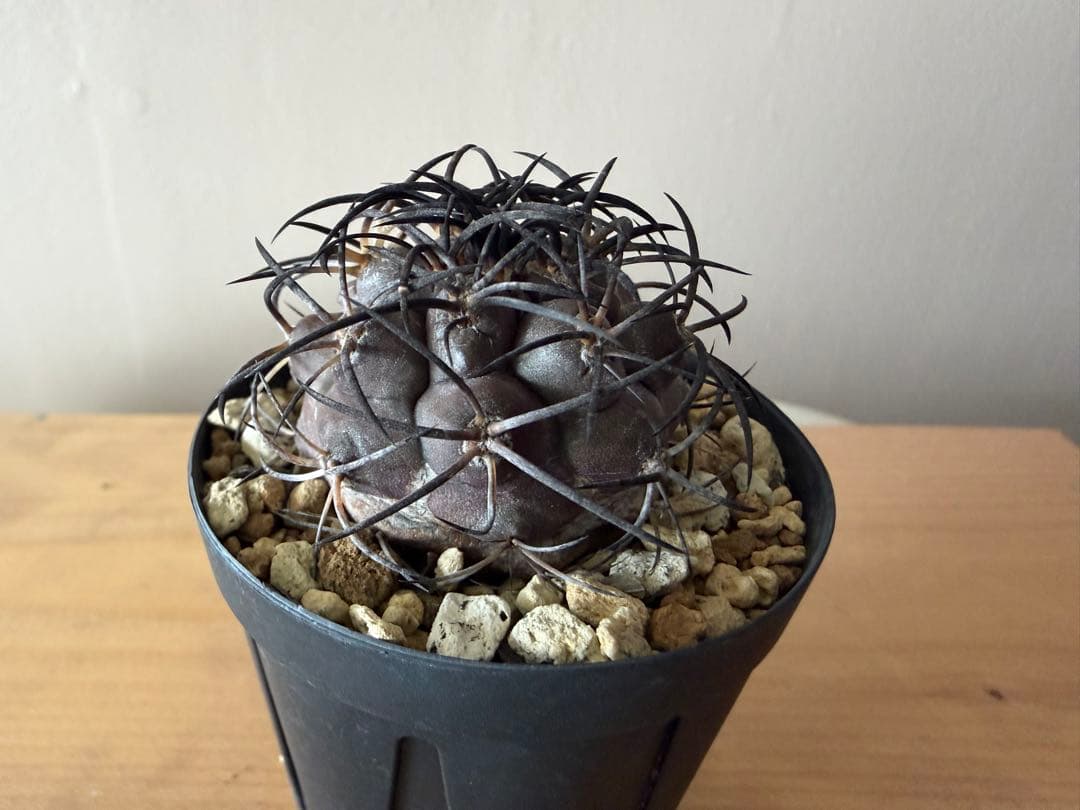 コピアポア　グリセオビオラセア　実生株