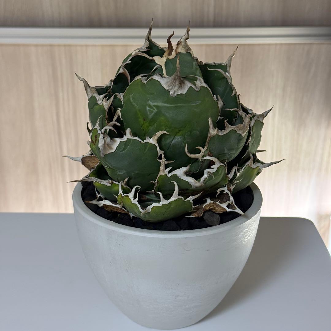 アガべ　白鯨　大株　ボール型完成形