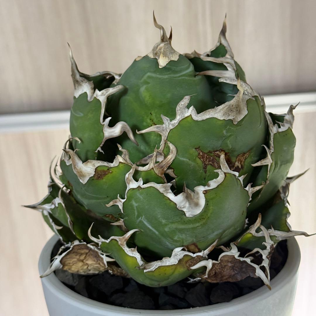 アガべ　白鯨　大株　ボール型完成形