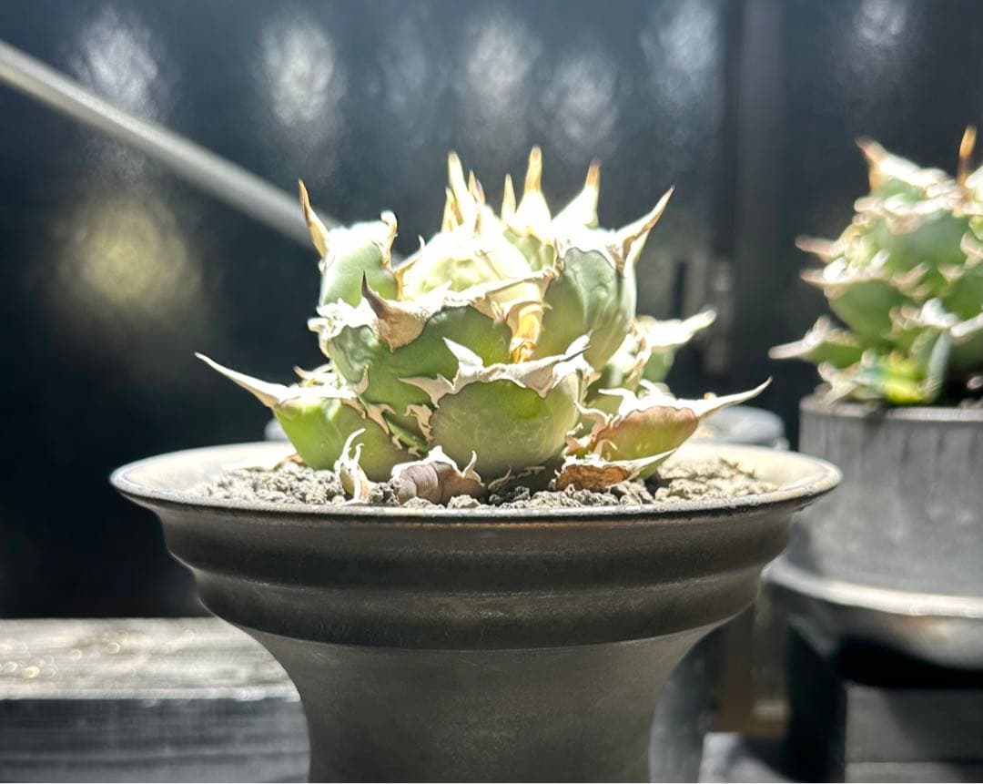 ◆アガベ！シエラミクスティカ！◆