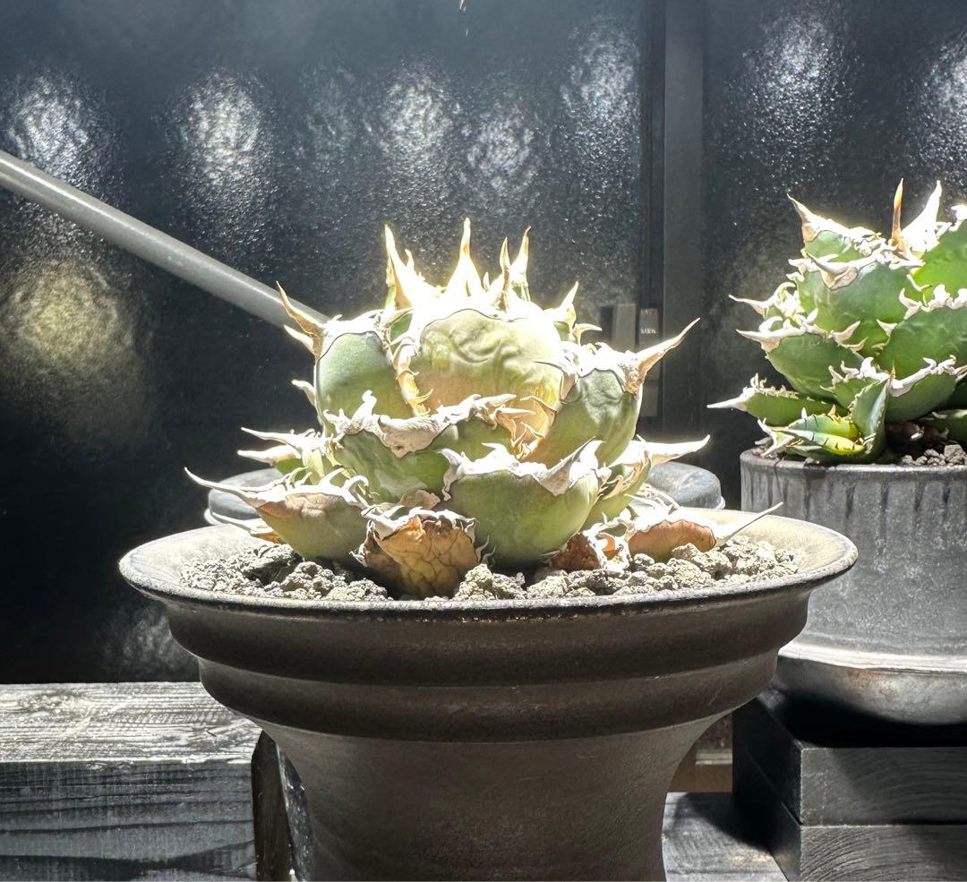 ◆アガベ！シエラミクスティカ！◆