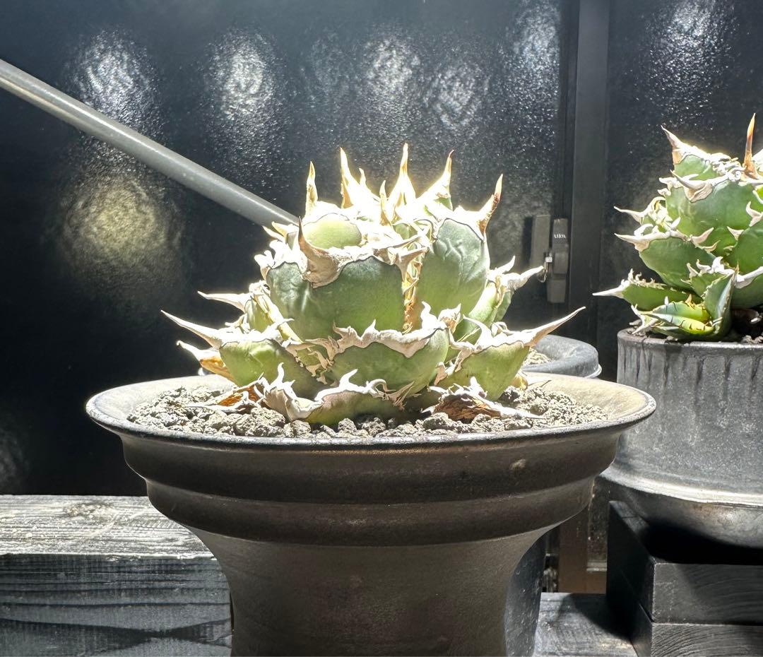 ◆アガベ！シエラミクスティカ！◆