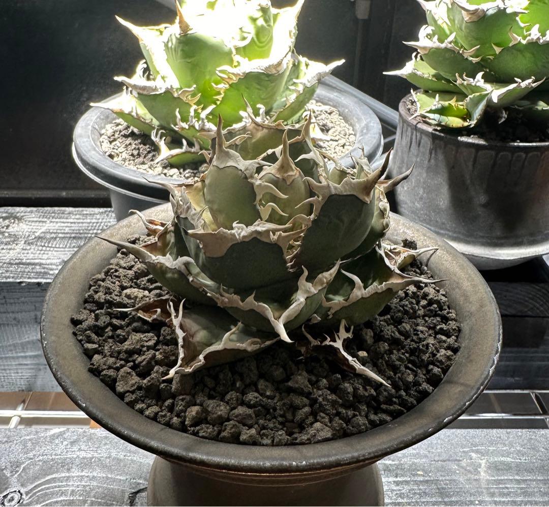 ◆アガベ！シエラミクスティカ！◆