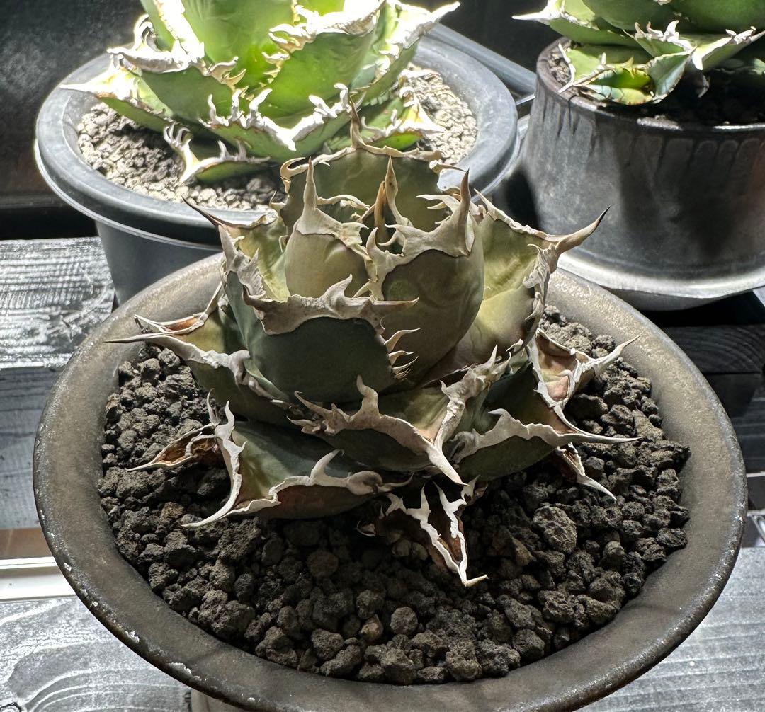 ◆アガベ！シエラミクスティカ！◆