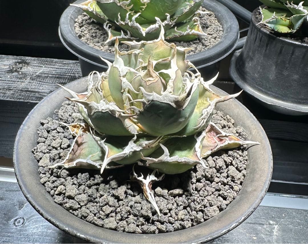 ◆アガベ！シエラミクスティカ！◆