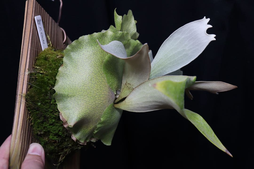 P.Ginka オリジナル株分 子株 OC ビカクシダ ① - メルカリ