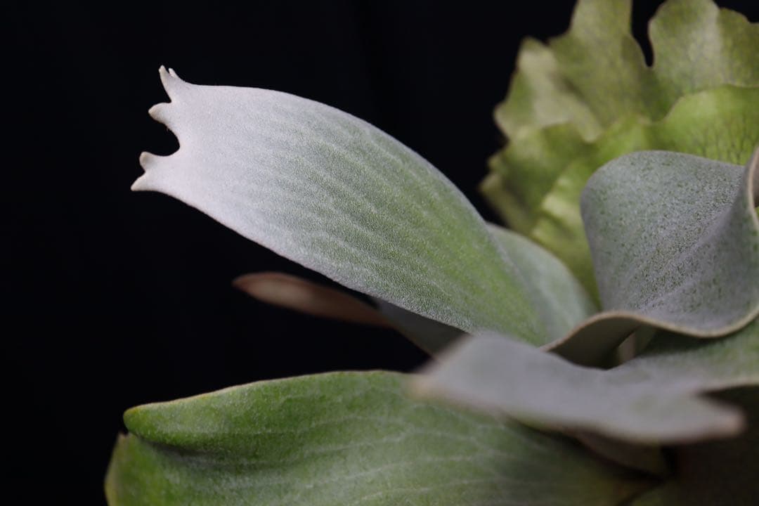 P.Ginka オリジナル株分 子株 OC ビカクシダ ① - メルカリ