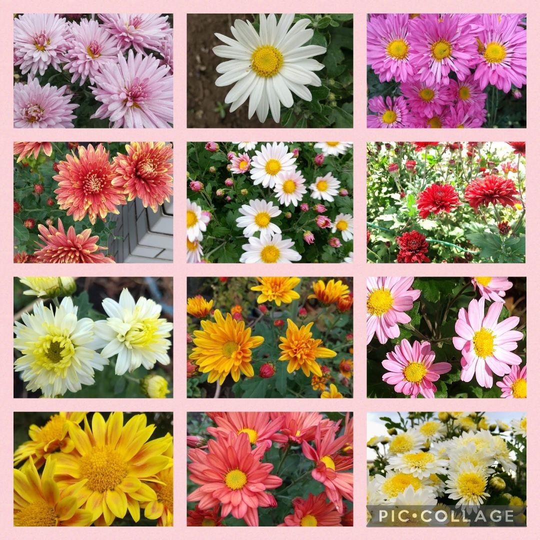 菊苗 冬至芽苗 種類おまかせ 6種 1本ずつ - メルカリ