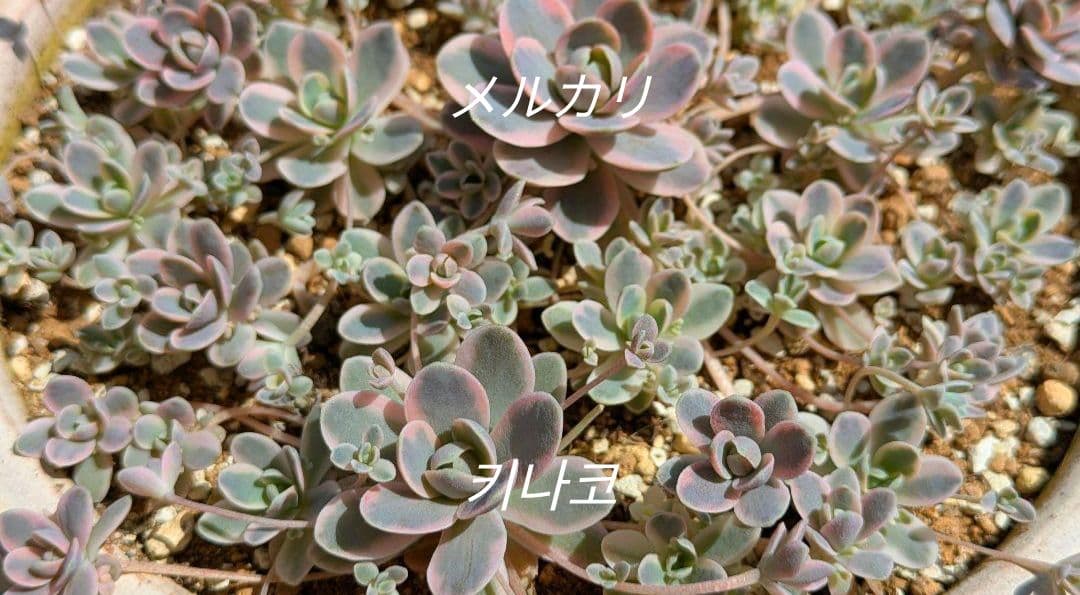 数量限定♡子持ち蓮華錦 鏡花 カット苗 多肉植物