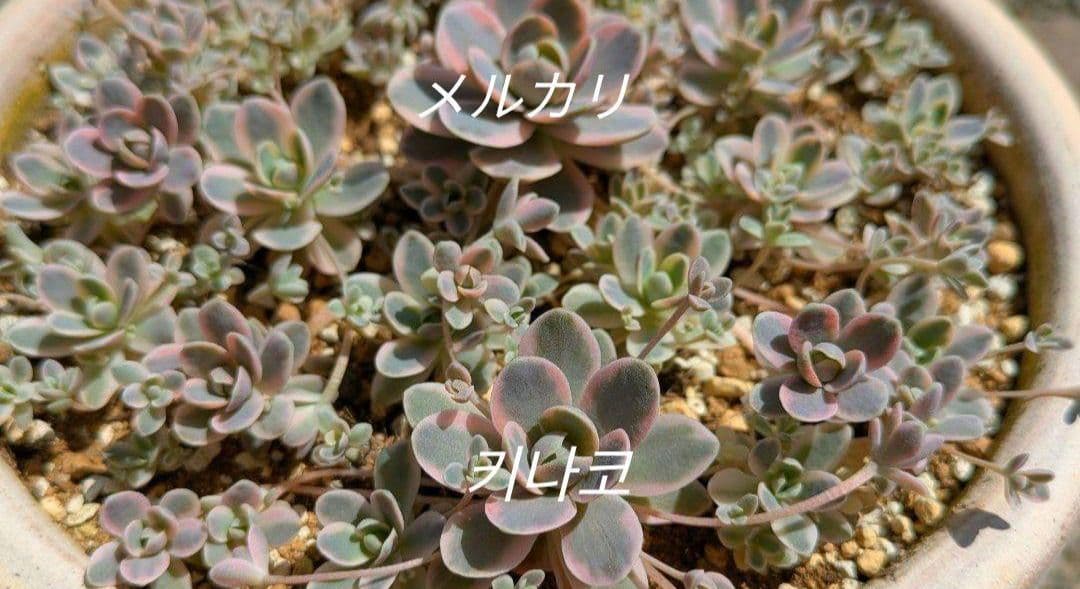 数量限定♡子持ち蓮華錦 鏡花 カット苗 多肉植物