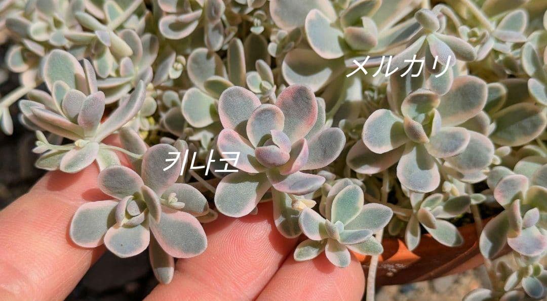 数量限定♡子持ち蓮華錦 鏡花 カット苗 多肉植物