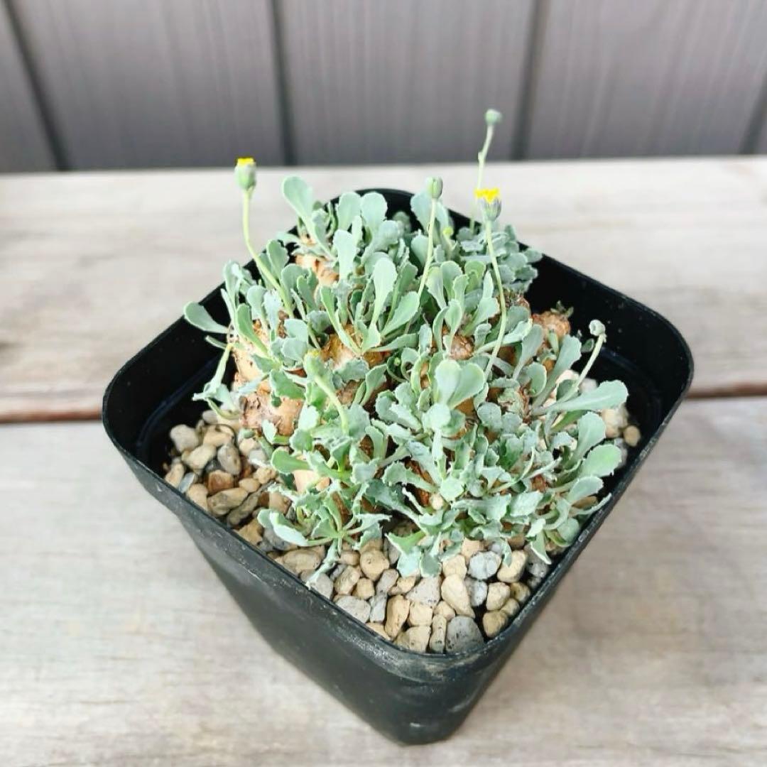 《期間限定販売❗️》『オトンナ カカリオイデス　現地球』極美特大株　発根済