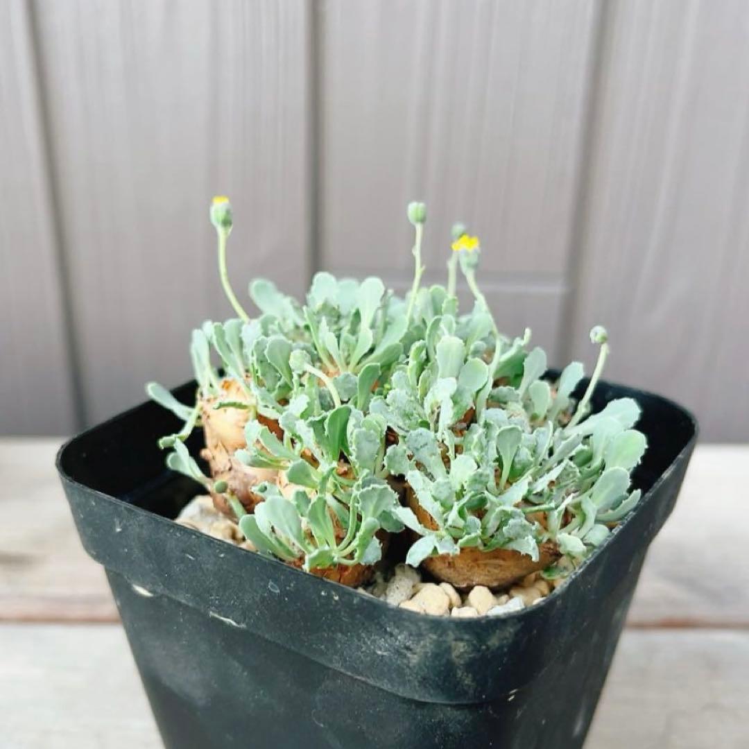 《期間限定販売❗️》『オトンナ カカリオイデス　現地球』極美特大株　発根済