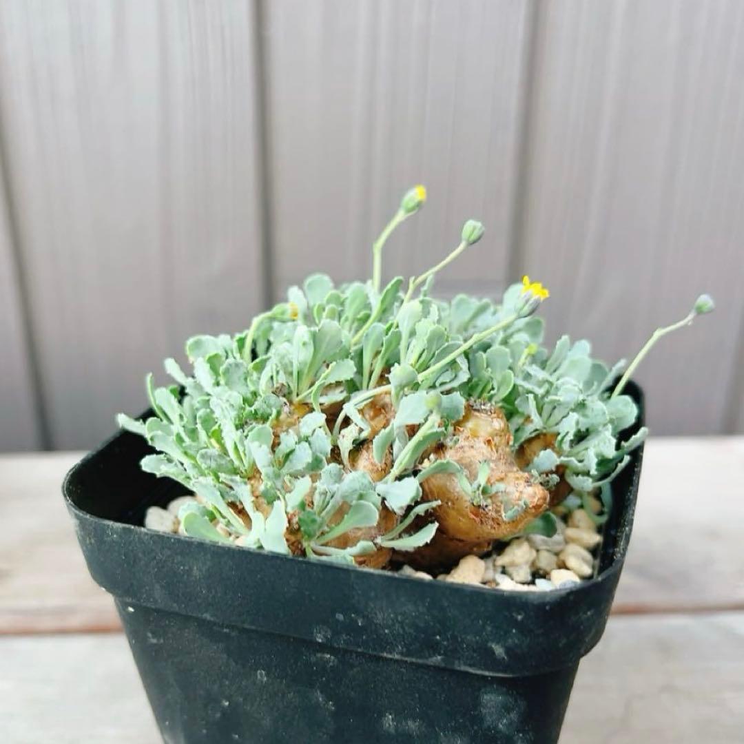 《期間限定販売❗️》『オトンナ カカリオイデス　現地球』極美特大株　発根済