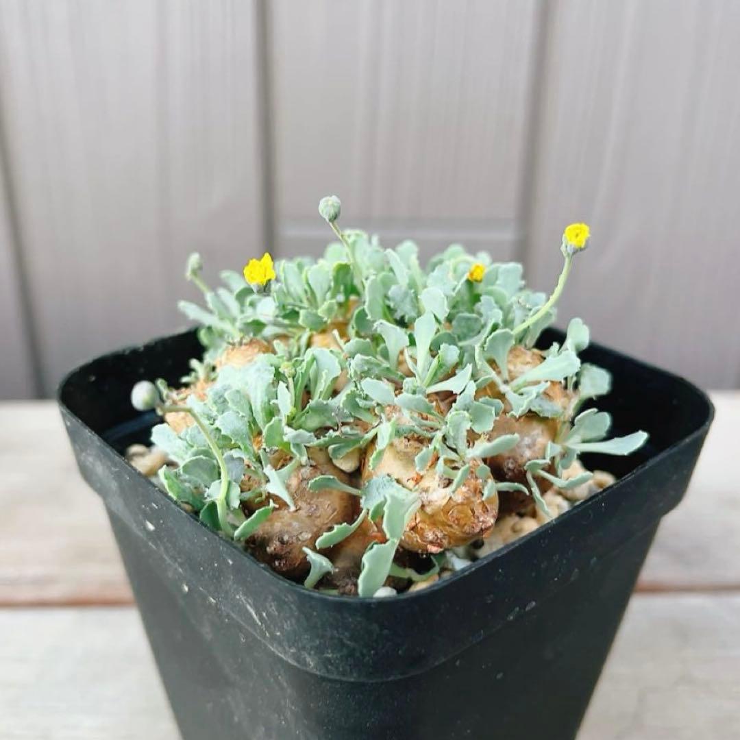 《期間限定販売❗️》『オトンナ カカリオイデス　現地球』極美特大株　発根済