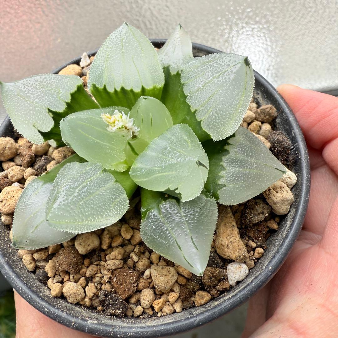 多肉植物 ハオルチア 氷鳳鸞 親株 9.5cm鉢 最高の氷凍透明感