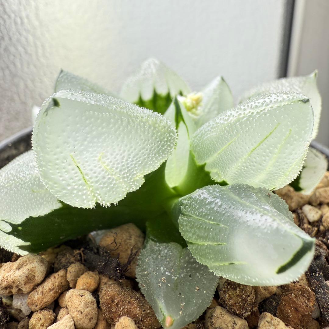 多肉植物 ハオルチア 氷鳳鸞 親株 9.5cm鉢 最高の氷凍透明感