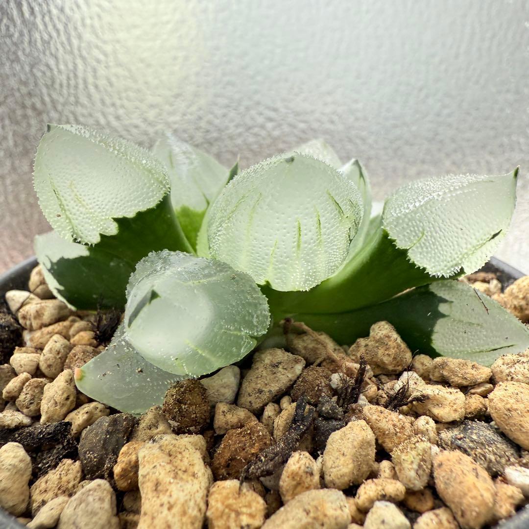 多肉植物 ハオルチア 氷鳳鸞 親株 9.5cm鉢 最高の氷凍透明感