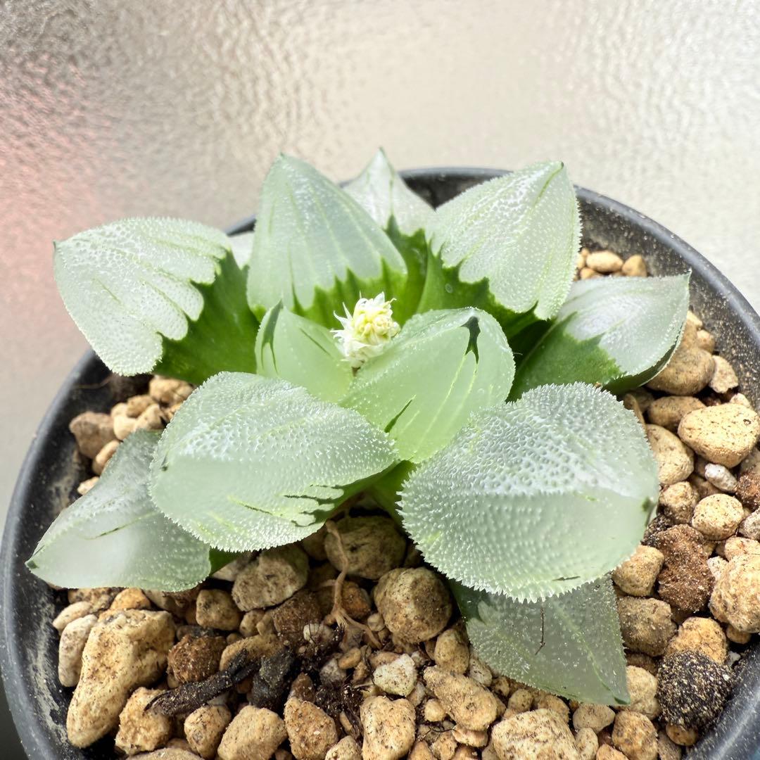 多肉植物 ハオルチア 氷鳳鸞 親株 9.5cm鉢 最高の氷凍透明感