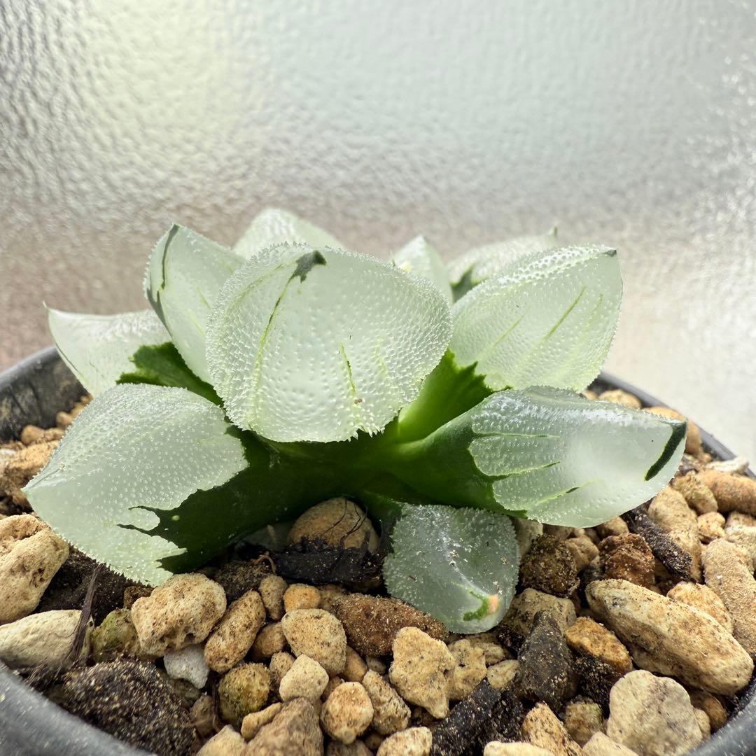 多肉植物 ハオルチア 氷鳳鸞 親株 9.5cm鉢 最高の氷凍透明感