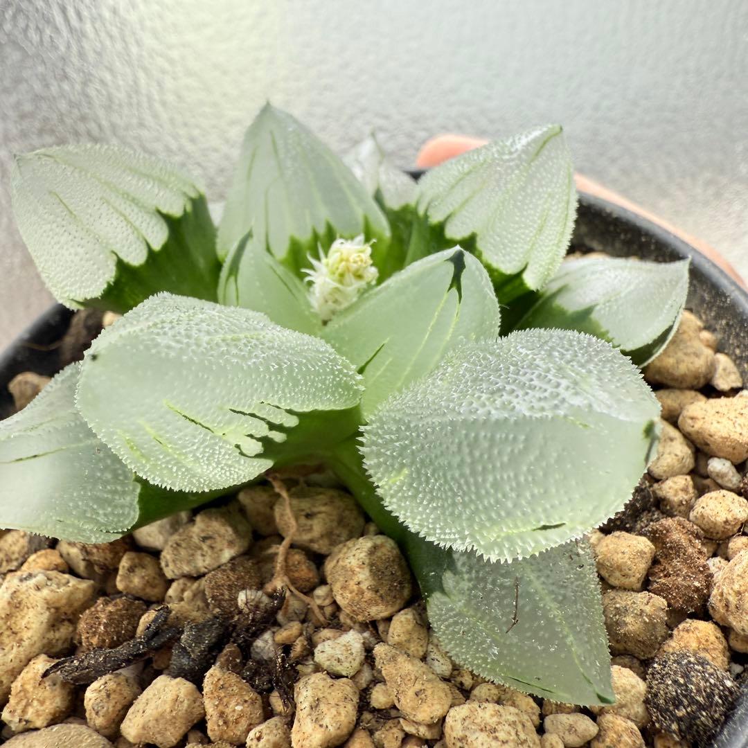 多肉植物 ハオルチア 氷鳳鸞 親株 9.5cm鉢 最高の氷凍透明感